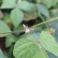 Calopogonium mucunoides Desv.